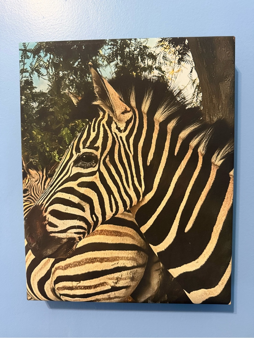 Original Canvas Wall Art - “Zebra Love” - 11 x 14